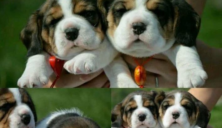 Best imported beagle puppies for sale, بيجل