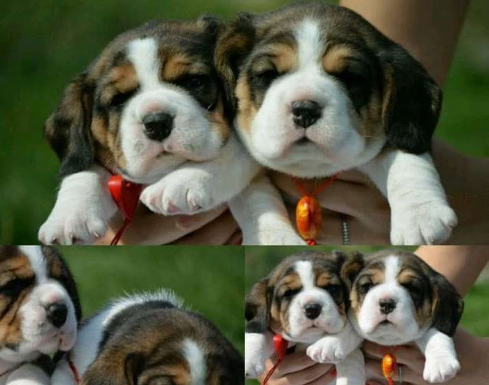Best imported beagle puppies for sale, بيجل