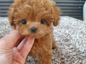 Gorgeous toy poodle puppies for sale