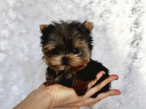 Quality Teacup Yorkie Puppies For Sale