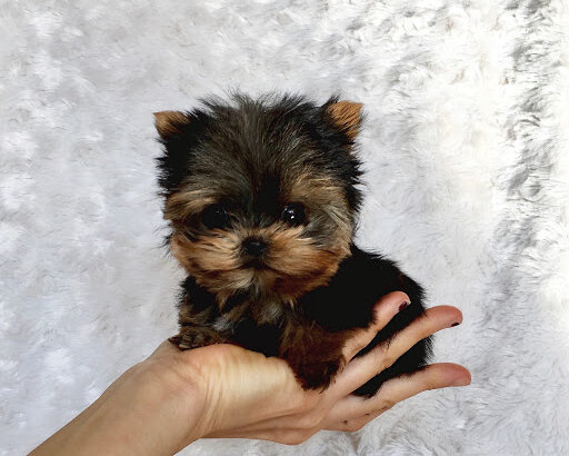 Quality Teacup Yorkie Puppies For Sale